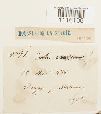 Cirriphyllum crassinervium image