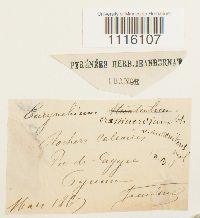 Cirriphyllum crassinervium image