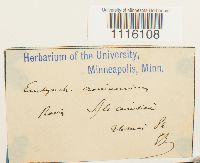 Cirriphyllum crassinervium image