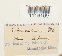 Cirriphyllum crassinervium image