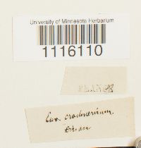 Cirriphyllum crassinervium image