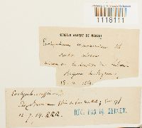 Cirriphyllum crassinervium image