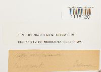 Cirriphyllum piliferum image