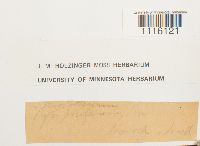 Cirriphyllum piliferum image