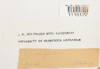 Cirriphyllum piliferum image