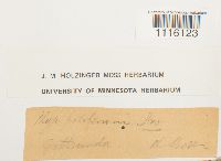 Cirriphyllum piliferum image