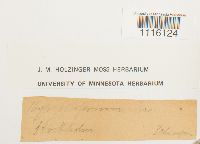 Cirriphyllum piliferum image