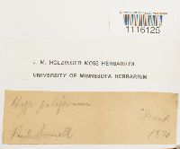 Cirriphyllum piliferum image