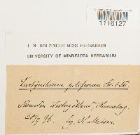 Cirriphyllum piliferum image