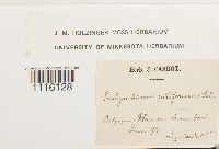 Cirriphyllum piliferum image