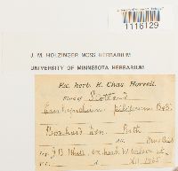 Cirriphyllum piliferum image