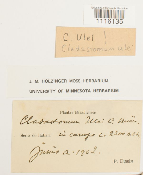 Cladastomum ulei image
