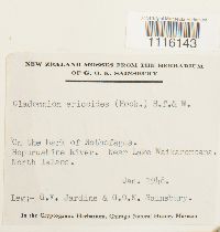 Cladomnion ericoides image