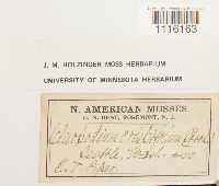 Media resource of Claopodium crispifolium