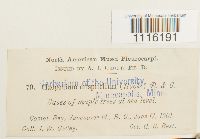 Claopodium crispifolium image