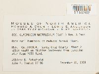 Claopodium whippleanum image