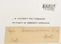 Claopodium whippleanum image