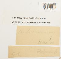 Claopodium whippleanum image