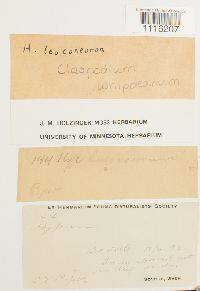 Claopodium whippleanum image