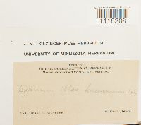 Claopodium whippleanum image