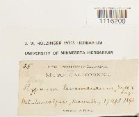 Claopodium whippleanum image