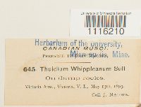 Claopodium whippleanum image