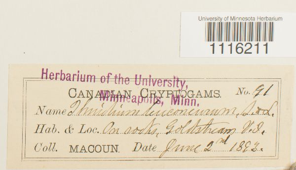 Claopodium whippleanum image