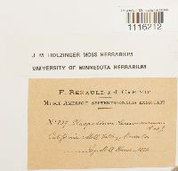 Claopodium whippleanum image