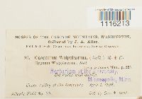 Claopodium whippleanum image