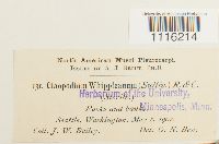 Claopodium whippleanum image