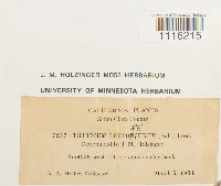 Claopodium whippleanum image