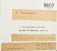 Claopodium whippleanum image