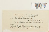 Claopodium whippleanum image