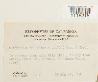 Claopodium whippleanum image