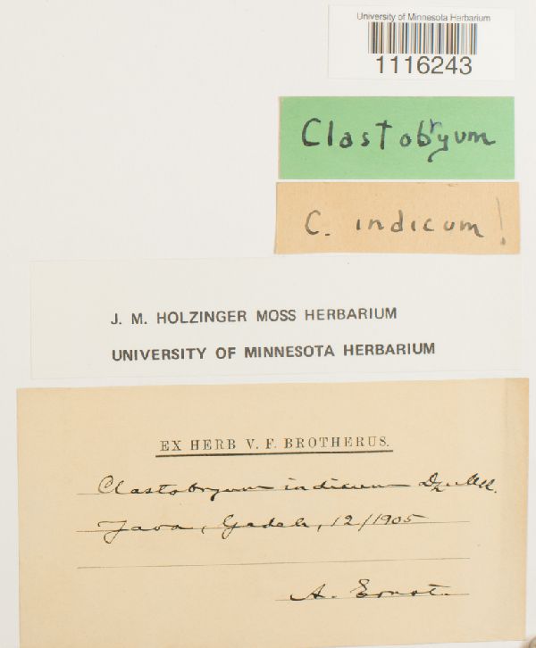 Clastobryum indicum image