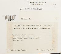 Climacium americanum image