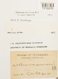 Climacium americanum image