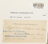 Climacium americanum image