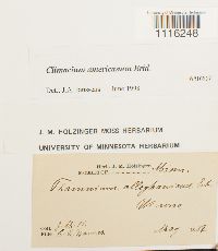 Climacium americanum image