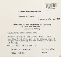 Climacium americanum image