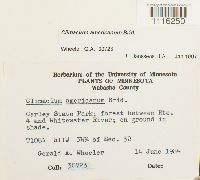 Climacium americanum image