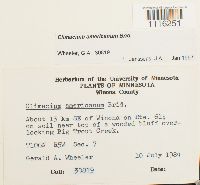 Climacium americanum image