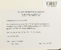 Climacium americanum image