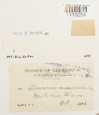 Climacium americanum image