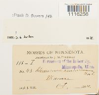 Climacium americanum image