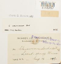 Climacium americanum image