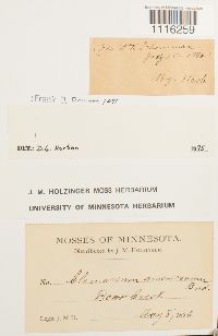 Climacium americanum image