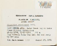 Media resource of Climacium dendroides