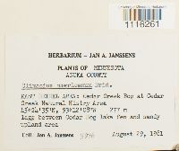 Climacium americanum image