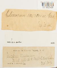 Climacium americanum image